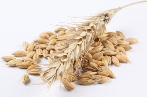 燕麦的营养价值与功效与作用