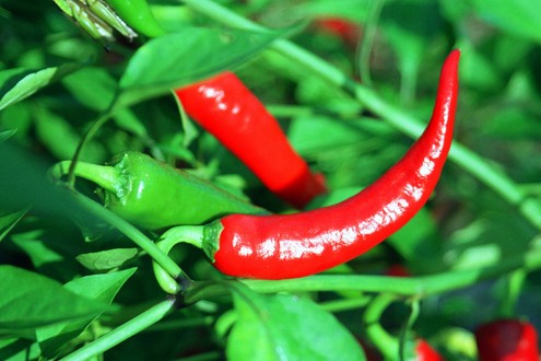 辣椒也能帮助人体的健