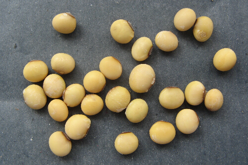 黄豆的功效与作用,黄豆的营养价值