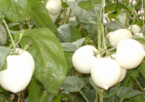 ˲ιЧ1