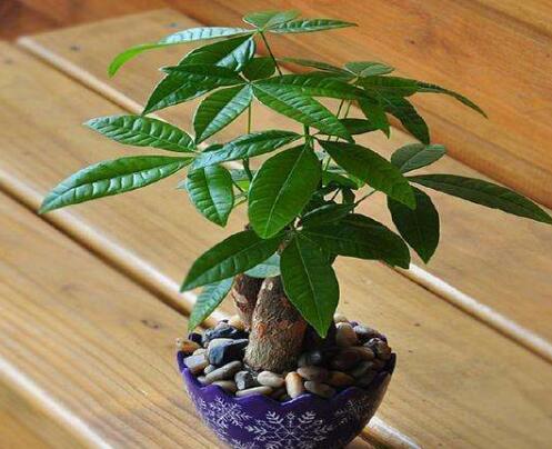 ֳעӼҷƼ