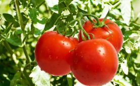 科学食用西红柿有益健